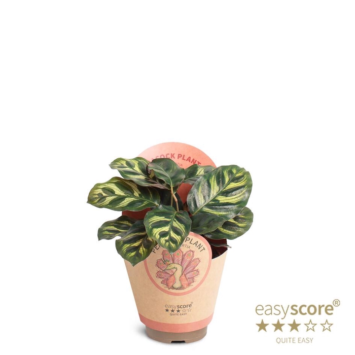 <h4>CALATHEA MAKOYANA P9 MAKOYANA</h4>