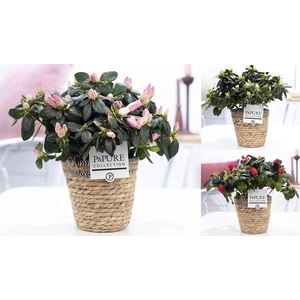 1st class Azalea mix in P&PURE Basket 6