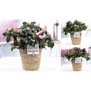 1st class Azalea mix in P&PURE Basket 6