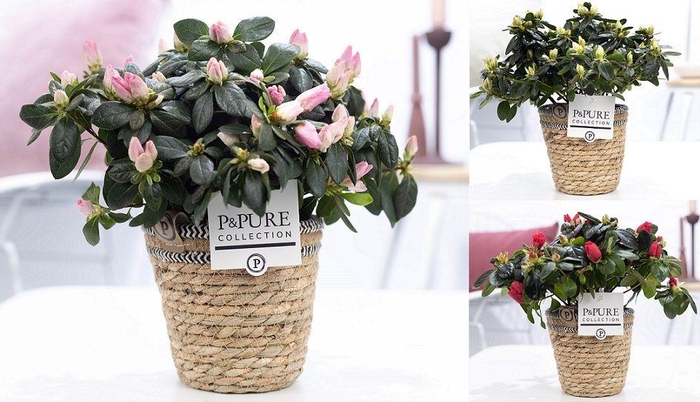 <h4>1st class Azalea mix in P&PURE Basket 6</h4>
