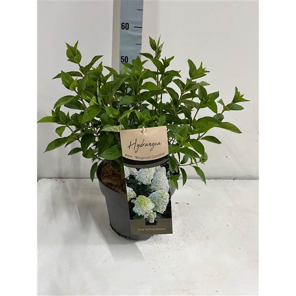 Hydrangea Magical Candle