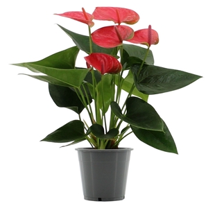 Anthurium Sweet Dream in transparant sleeve