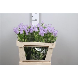 Camp M Champion Lavender