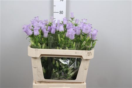 <h4>Camp M Champion Lavender</h4>