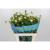 Ranunculus Butterfly Ariadne