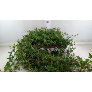 Hedera helix 'Shamrock'