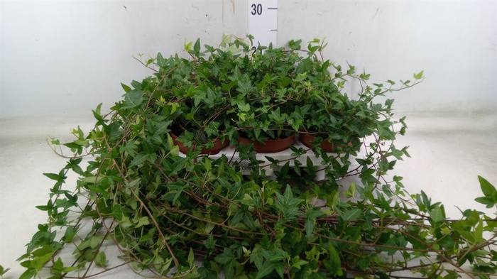 <h4>Hedera helix 'Shamrock'</h4>