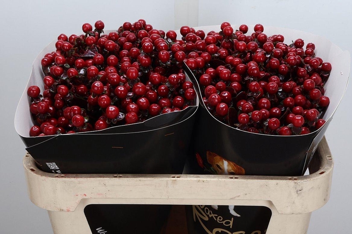 <h4>Hyp Ov Klb H</h4>