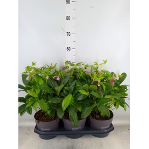 Helleborus ori.