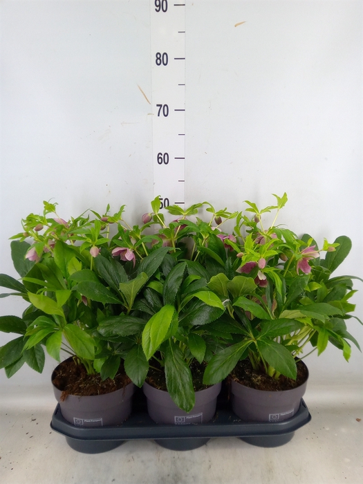 <h4>Helleborus ori.</h4>
