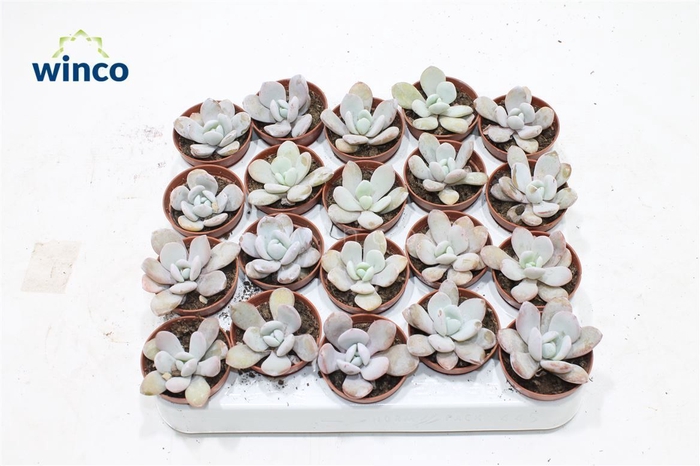 <h4>Echeveria Lauii</h4>