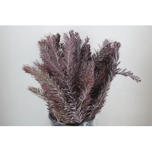 Mimosa Luna D'argento Abs Red P Bunch