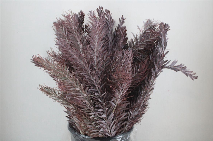 <h4>Mimosa Luna D'argento Abs Red P Bunch</h4>