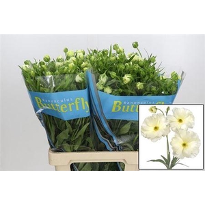 Ran Butterfly Graces