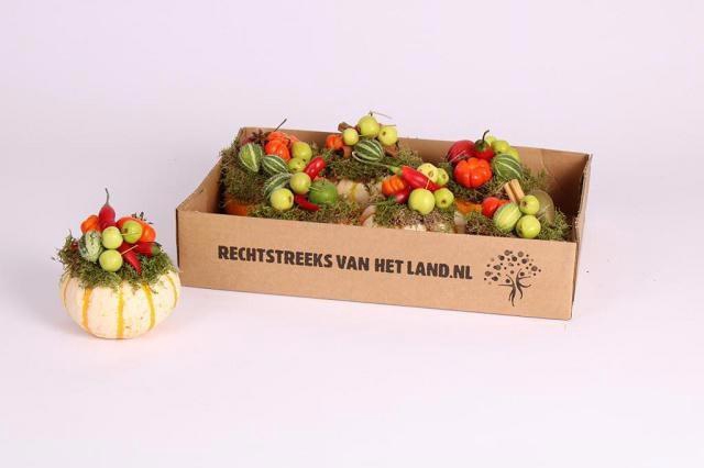 <h4>CUCURBITA</h4>
