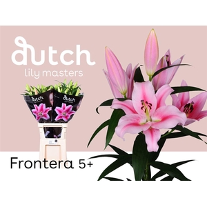 Li Ot Frontera Pink 5+