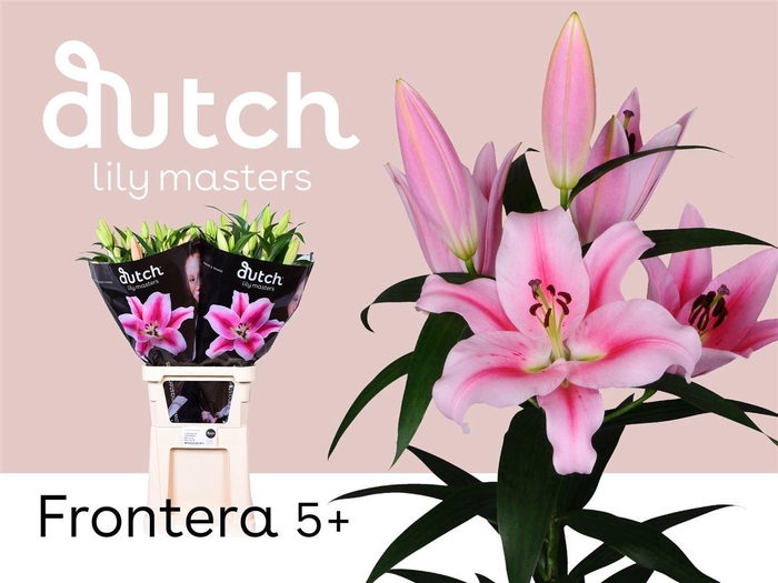 <h4>Li Ot Frontera 5+</h4>