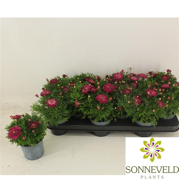 <h4>Argyranthemum frutescens La Rita Purple Red</h4>