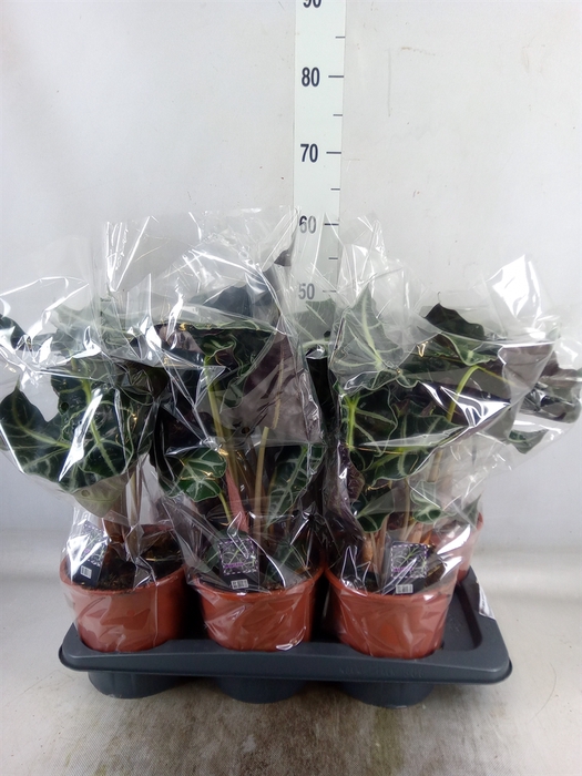 <h4>Alocasia amazonica 'Polly'</h4>