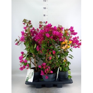 Bougainvillea  'Sanderiana'