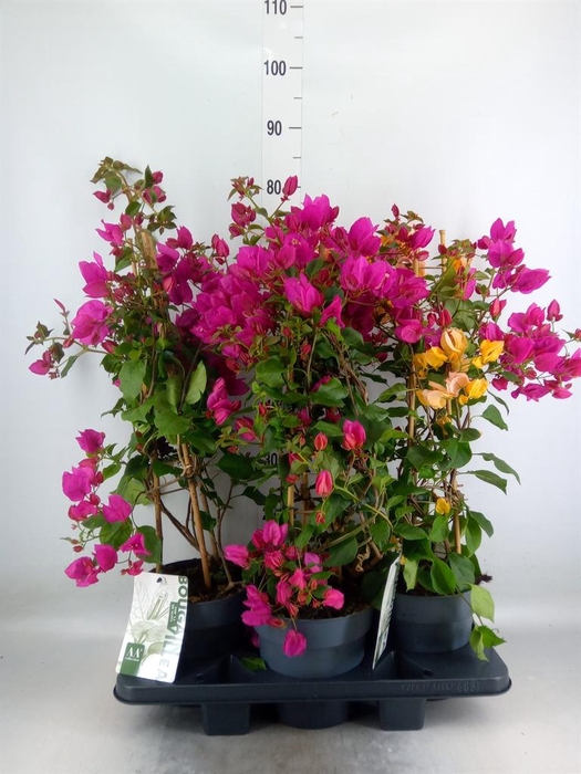 <h4>Bougainvillea  'Sanderiana'</h4>