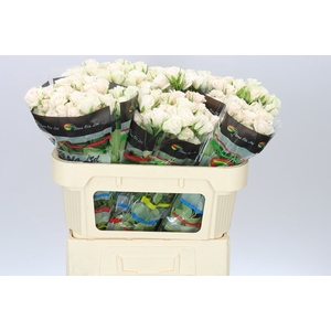 Rosa Tr Royal Porcelina Imp