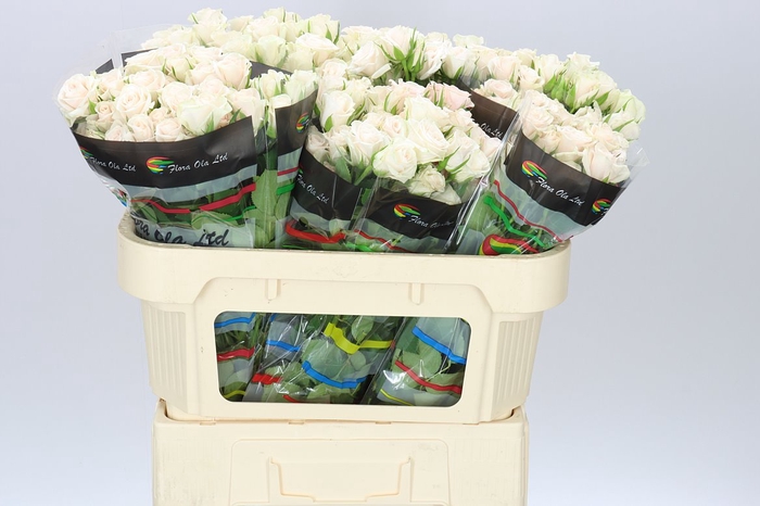 <h4>Rosa Tr Royal Porcelina Imp</h4>