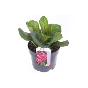 Bergenia cordifolia Eroica