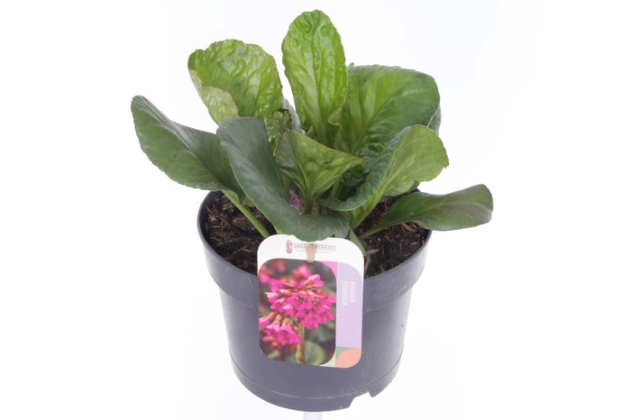 <h4>Bergenia cordifolia Eroica</h4>