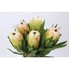 Protea White Night