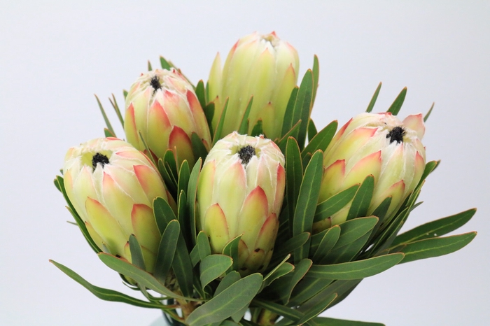 <h4>Protea White Night</h4>