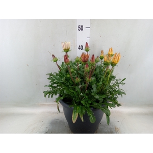 Gazania rig. 'Big Kiss'   ...mix