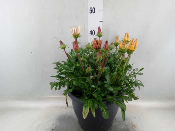 <h4>Gazania rig. 'Big Kiss'   ...mix</h4>
