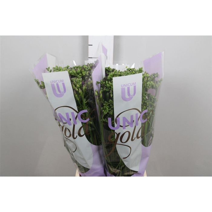 <h4>Fr Du Biscaya</h4>