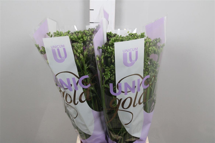 <h4>Fr Du Biscaya</h4>