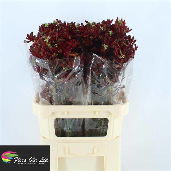 <h4>Anigozanthos Early Spring Ola</h4>