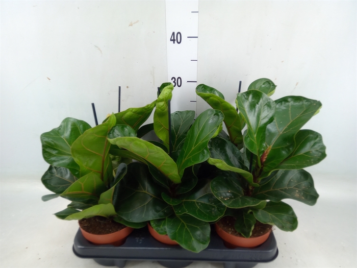 <h4>Ficus lyrata 'Bambino'</h4>