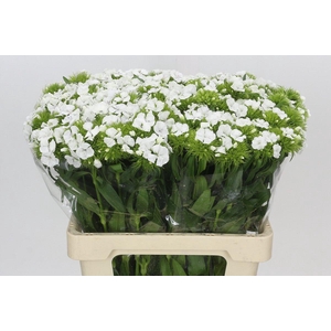 Dianthus Br White Duke