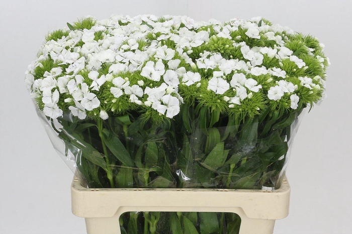 <h4>Dianthus Br White Duke</h4>