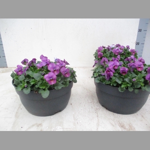 VIO CO TW VIOLET FLA