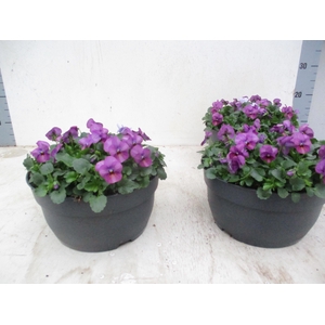 VIO CO TW VIOLET FLA