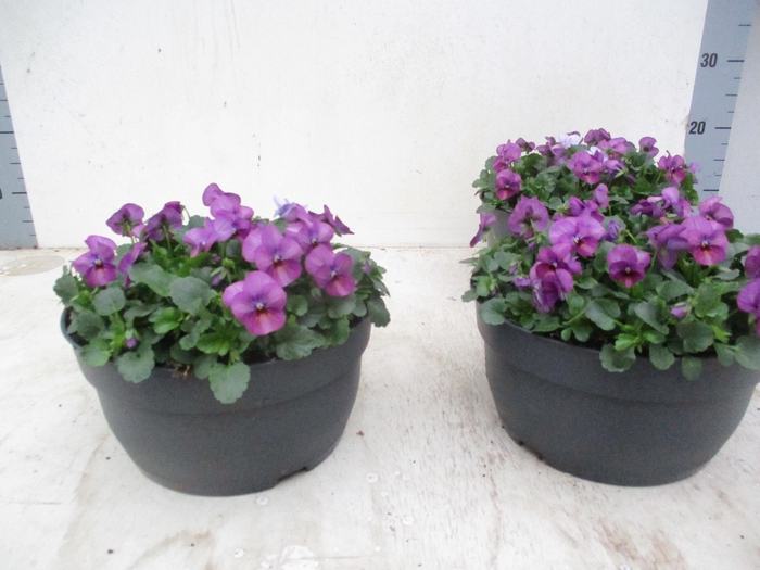 <h4>VIO CO TW VIOLET FLA</h4>