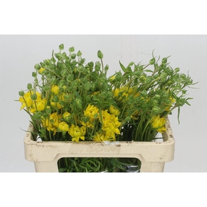 Ranunculus Natura Moderna Proxima