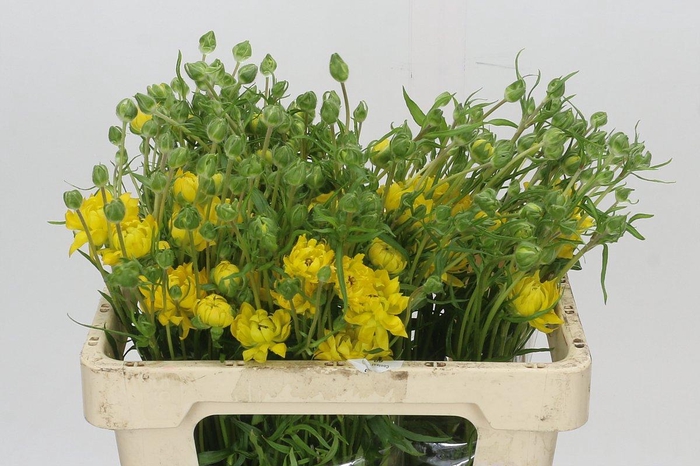 <h4>Ranunculus Natura Moderna Proxima</h4>