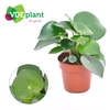 Peperomia Raindrop