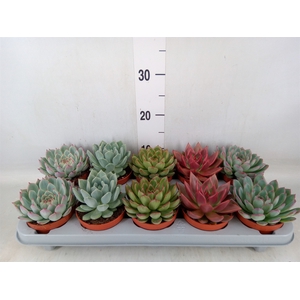 Echeveria   ...mix