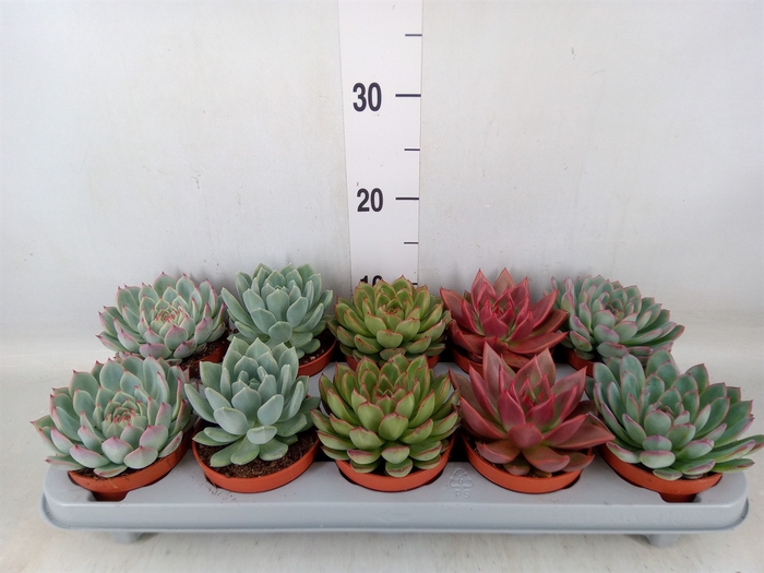 <h4>Echeveria   ...mix</h4>