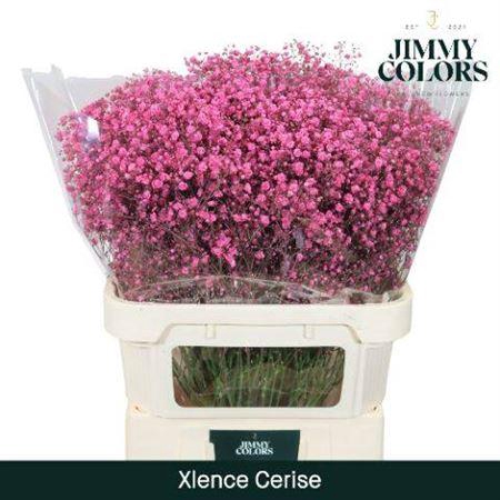 Gyps Grof Cerise (dip)