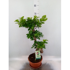 Ficus microcarpa 'Ginseng'