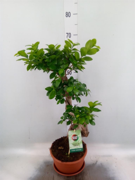 <h4>Ficus microcarpa 'Ginseng'</h4>